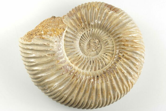 Polished Jurassic Ammonite (Perisphinctes) - Madagascar #203868